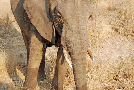 在坦桑尼亚的一天狩猎非洲大象