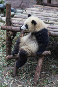坐着的熊猫