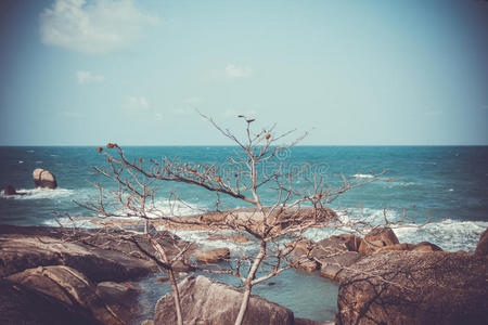 海边岩石上的树，复古的色彩