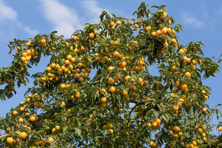 树上成熟的黄色李子.果树.照片