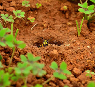 蜂巢入口洞里的黄蜂照片