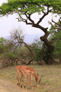雌性黑斑羚非洲树