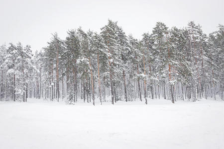俄罗斯雪地冬林