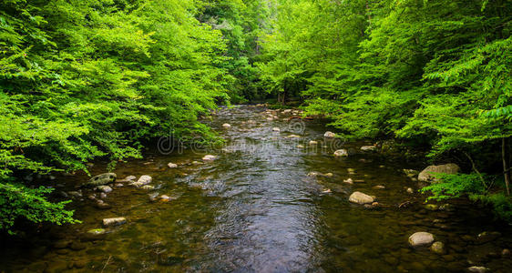 田纳西州大烟山国家公园的一条小溪。