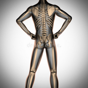 人体骨骼x线扫描照片