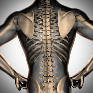 骨骼病骨质疏松症图片