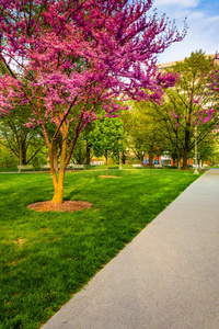 哈里斯堡国会大厦的小路上的紫荆树，