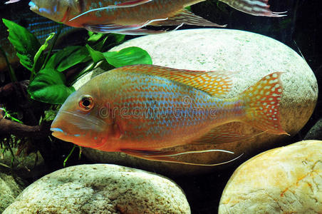 亚马逊热带鱼摄影图