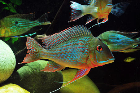 亚马逊热带鱼哈利路亚山令人惊异的石英砂岩石柱阿凡达  哈利路亚山