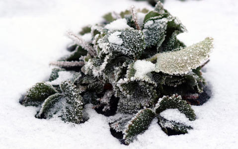 冬季自然雪地里的草莓叶