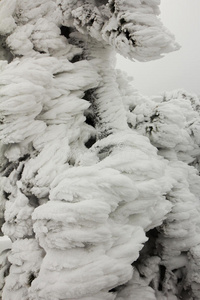 背景为雪覆盖的冷杉树枝