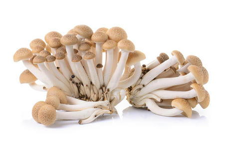 白底褐山毛榉蘑菇