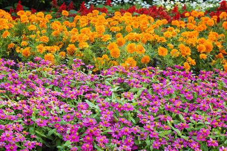 漂亮的花园多彩的牵牛花特写美丽的花园,鲜花盛开木凳修剪过的花园