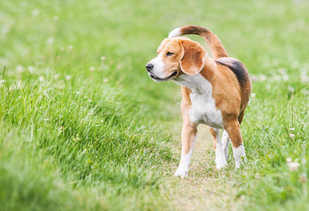 散步时胆大妄为的小猎犬