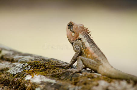 埃及蜥蜴橙刺蜥蜴照片