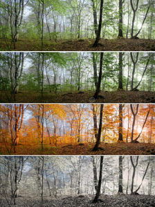 晨礼美丽的森林晨景,四季更迭照片