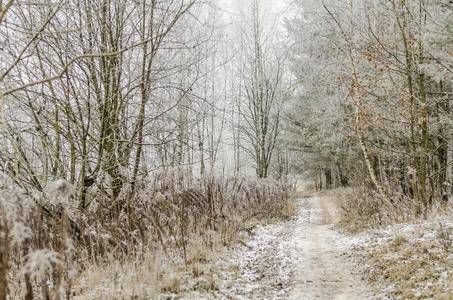 冬天，背景，圣诞节，森林，风景，自然，雪