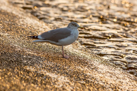 羽毛 滑翔 自由的 海鸟 海洋 自由 海鸥 海滩 猛增 自然