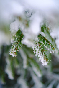 雪覆盖的冷杉树枝