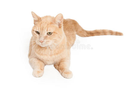 可爱的棕褐色斑纹猫