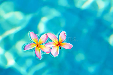 漂浮在蓝色水面上的鸡蛋花照片