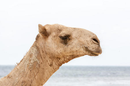 在海边休息的骆驼。