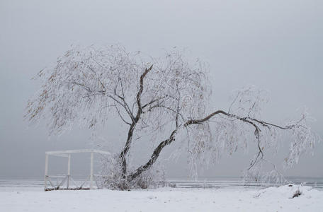 冬日孤树