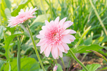 美丽的粉红色非洲菊