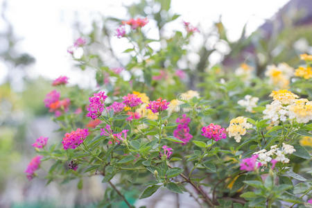 美丽的粉色，黄色，白色花朵自然背景