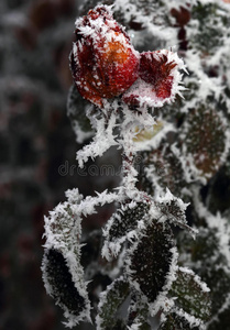 冻花。霜中玫瑰。