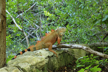 开曼岛蓝岩鬣蜥墨西哥大玛雅岛的鬣蜥照片