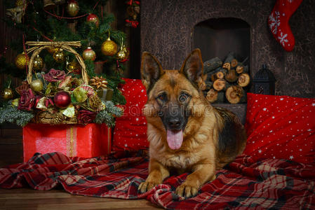 圣诞节德国牧羊犬