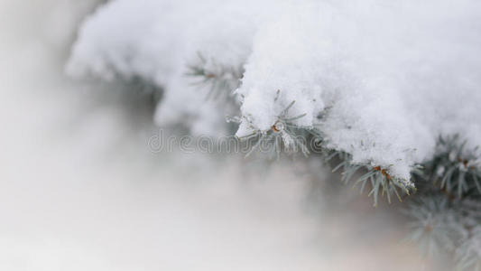 冷杉树枝上覆盖着雪。圣诞节背景