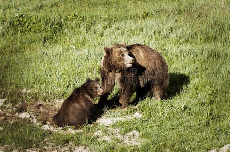 两只熊有孩子的妈妈