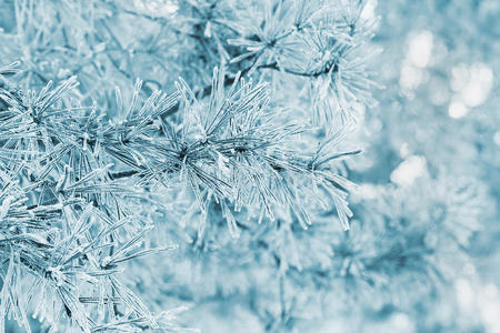 雪林中被白霜霜冻或雾凇覆盖的松树的冬季背景