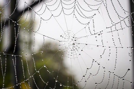 蜘蛛丝图片-蜘蛛丝素材-蜘蛛丝插画-摄图新视界