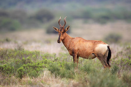 红角羚
