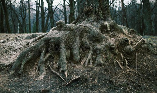 公园里一棵老树的根