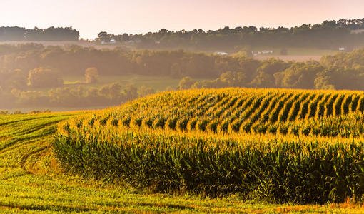 宾夕法尼亚州约克县农村的玉米地和远山景色