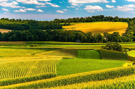 宾夕法尼亚州约克县农村的玉米地和起伏的山丘