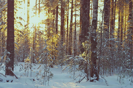 冬天的风景。冬天的景色
