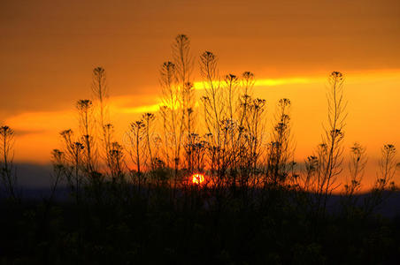 金色夕阳野花