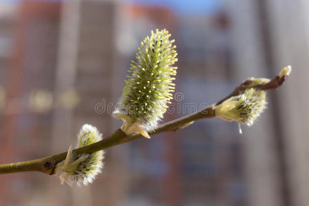 柳树 春天 植物 生长 开花 细枝 毛茸茸的 新的 特写镜头