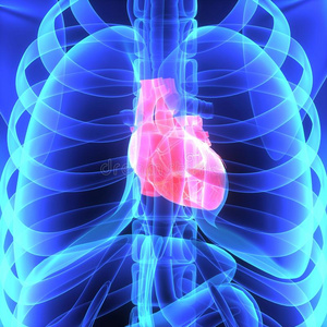 心脏收缩人的心脏照片