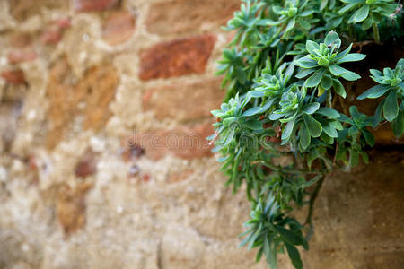托斯卡纳左边砖墙上挂着肉质植物