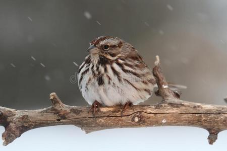 雪地里的麻雀