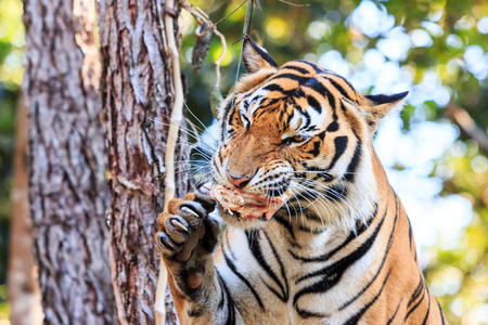 孟加拉虎虎豹在动物园吃肉