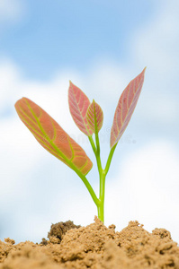 自然 特写镜头 生活 生长 树叶 植物 农业 天空 成长