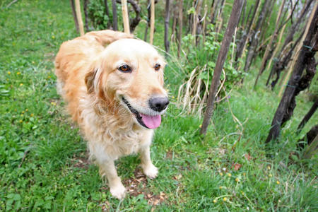 森林中的金毛猎犬特写镜头