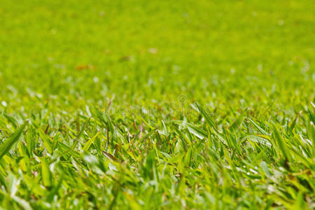 天然室外绿草，浅dof